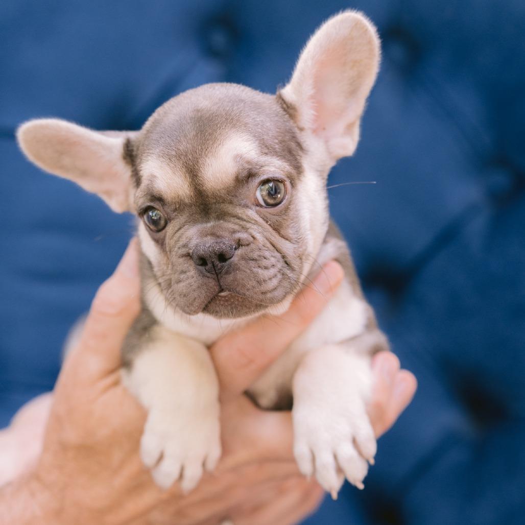 Eola, ADOPTABLE, Puppy Female French Bulldog.