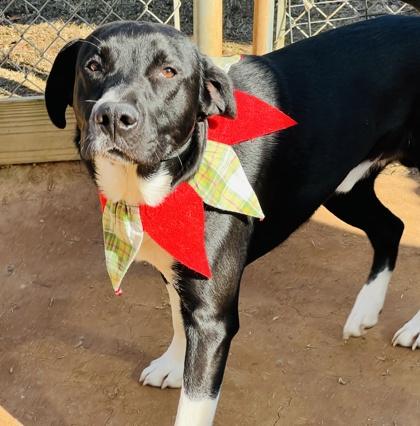 Enlarge Abraham Lincoln $85, a Adoptable mixed breed in Seneca, SC image 1/3