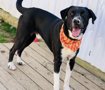 Abraham Lincoln $85 fostered, Adoptable, Adult Male Retriever & Mixed Breed.