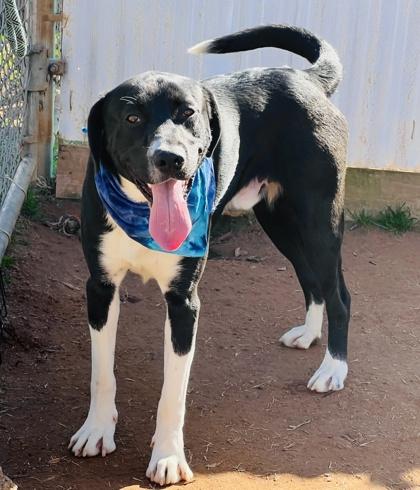 Enlarge Abraham Lincoln $85, a Adoptable mixed breed in Seneca, SC image 3/3