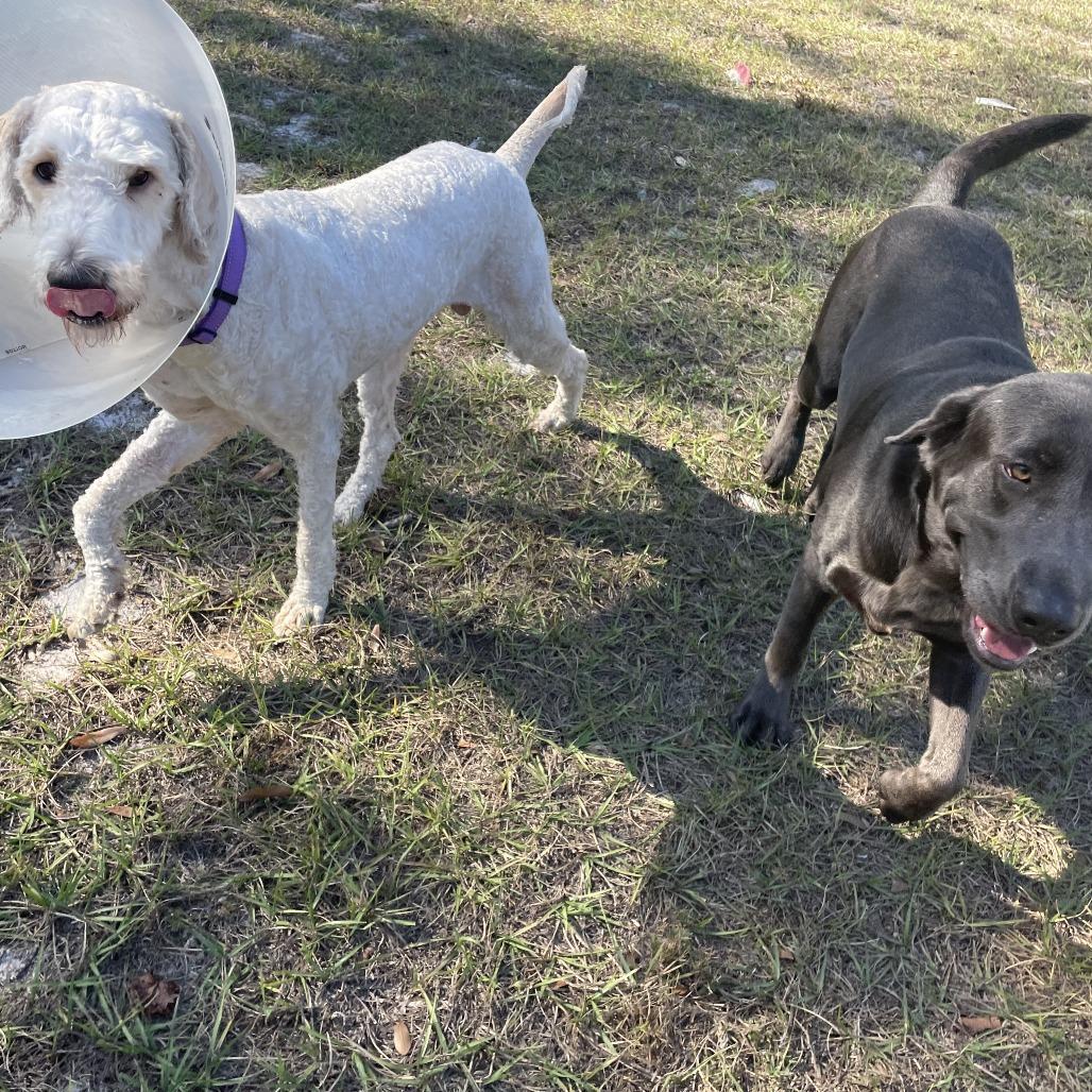 Aspen, Adoptable, Adult Male Standard Poodle & Golden Retriever.