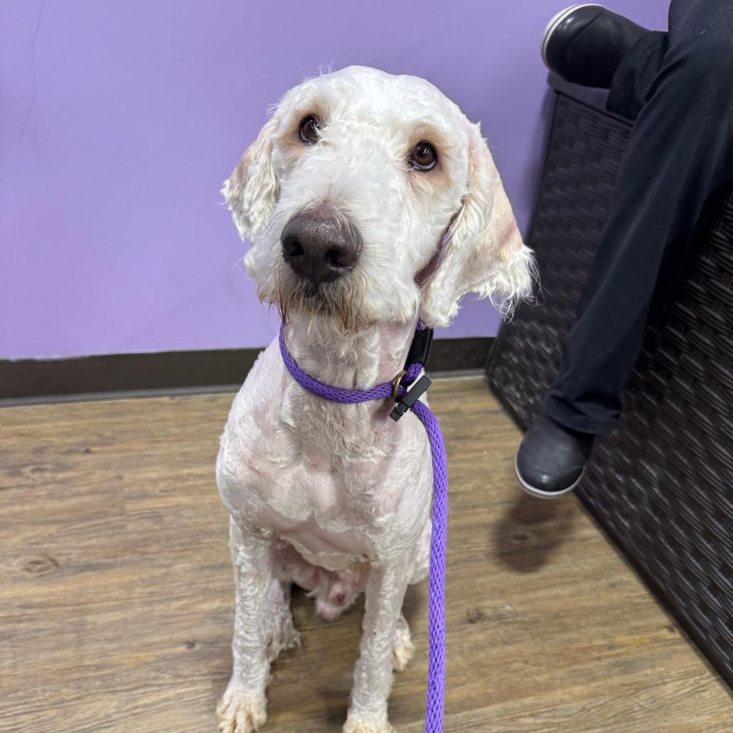 Aspen, Adoptable, Adult Male Standard Poodle & Golden Retriever.