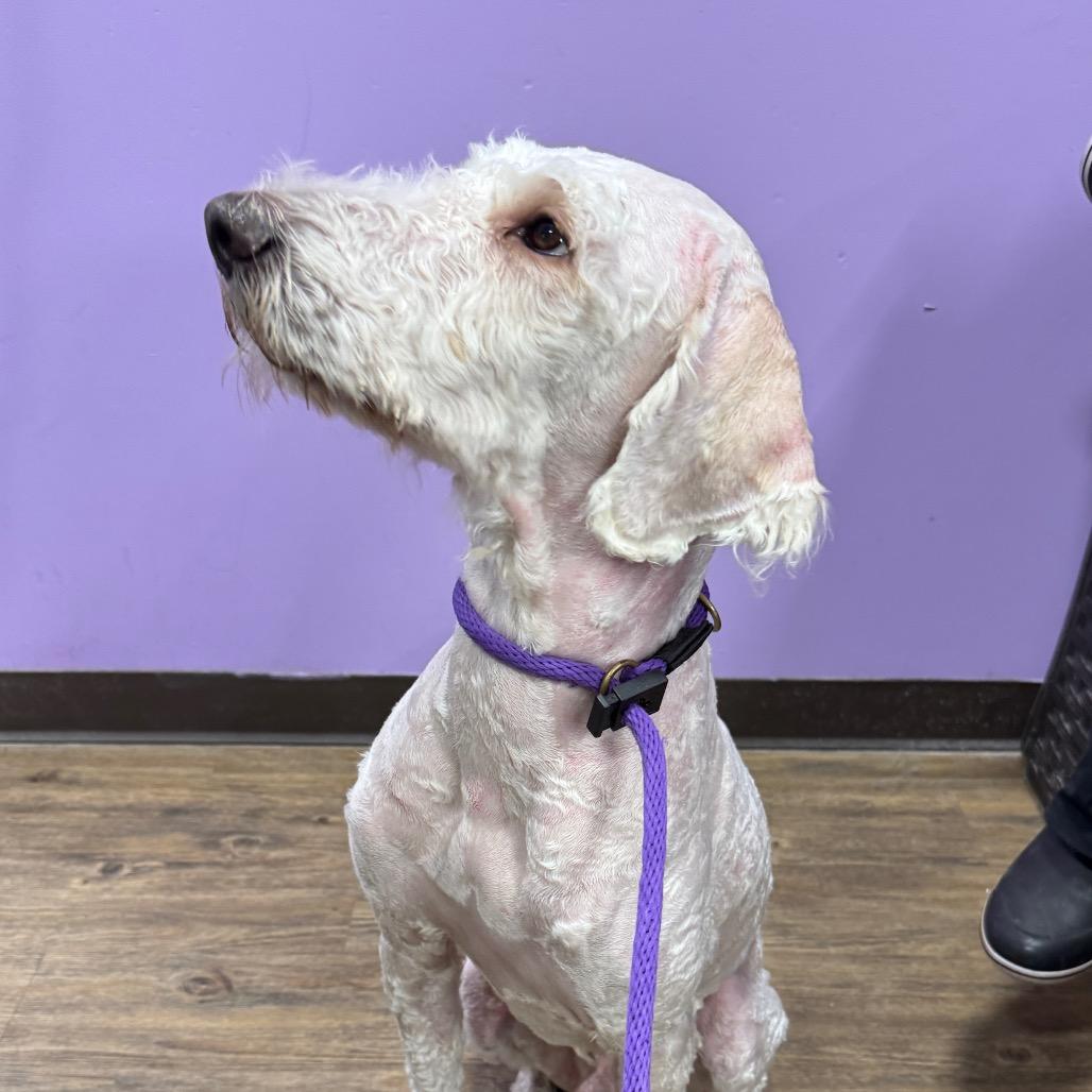 Aspen, a Adoptable mixed breed in Sarasota, FL image 2/4