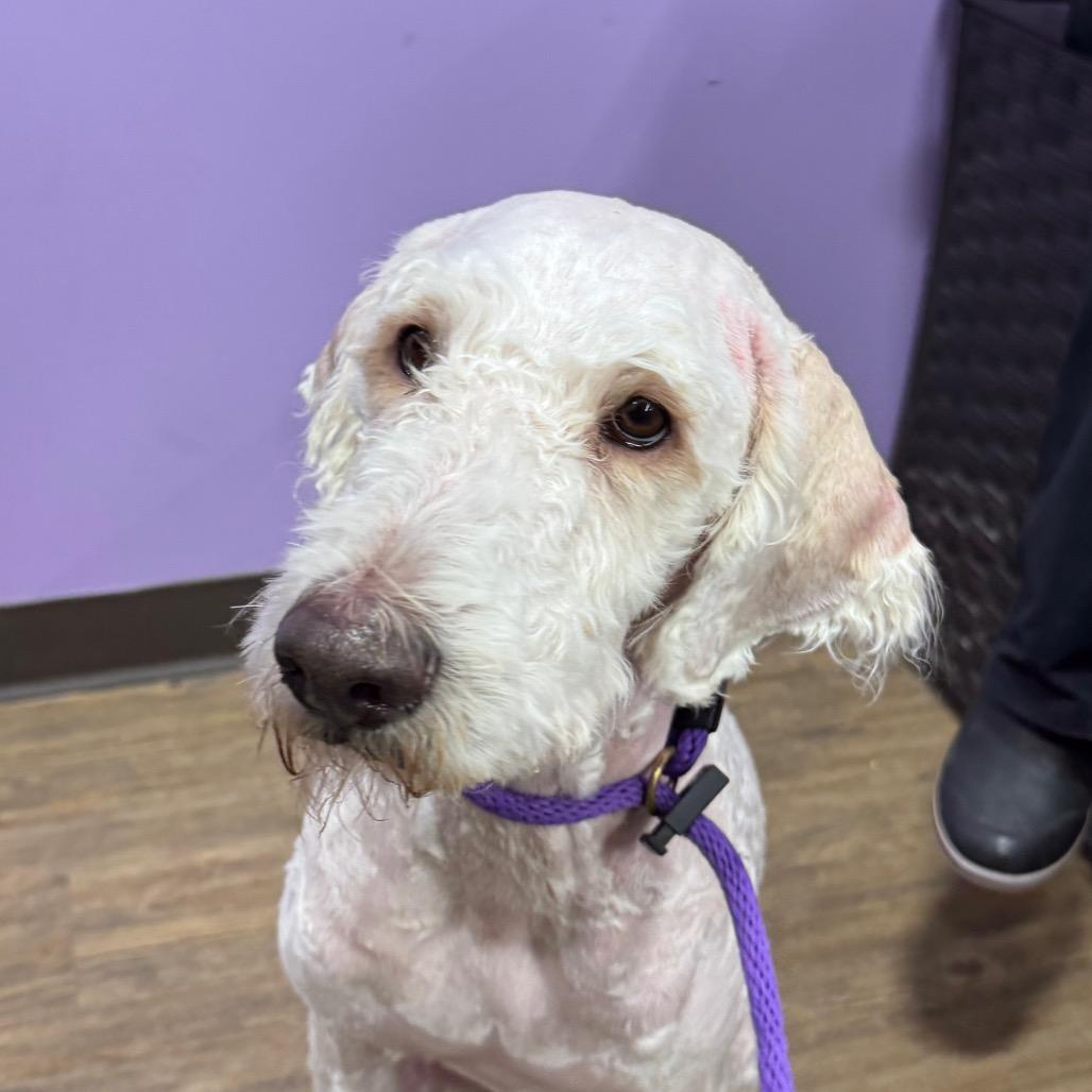 Aspen, a Adoptable mixed breed in Sarasota, FL image 3/4