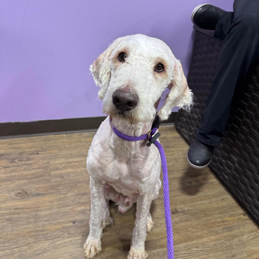 Aspen, a Adoptable mixed breed in Sarasota, FL image 4/4