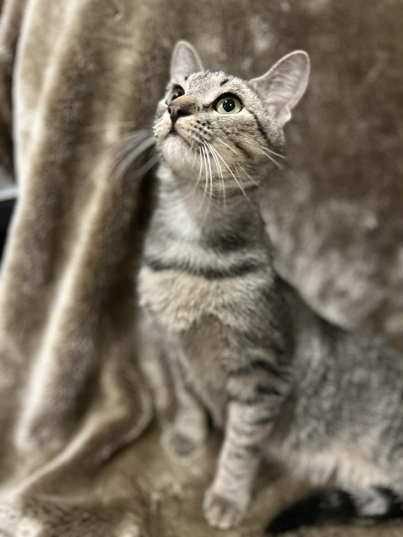 Enlarge Leia , a ADOPTABLE Domestic Short Hair in Alexandria, MN image 3/3