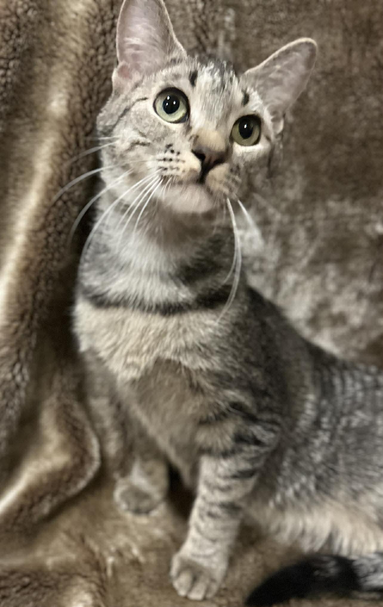 Enlarge Leia , a ADOPTABLE Domestic Short Hair in Alexandria, MN image 2/3