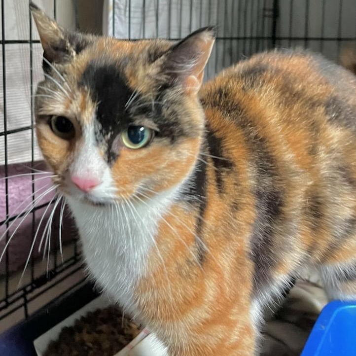 Enlarge Tai, a ADOPTABLE mixed breed in Stanhope, NJ image 2/5