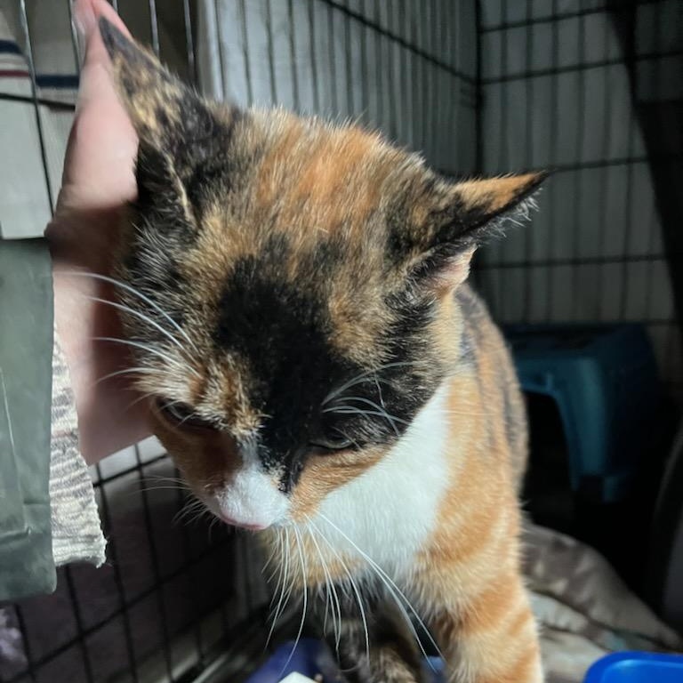 Enlarge Tai, a ADOPTABLE mixed breed in Stanhope, NJ image 5/5