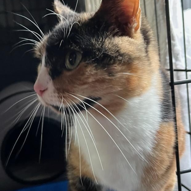 Enlarge Tai, a ADOPTABLE mixed breed in Stanhope, NJ image 3/5