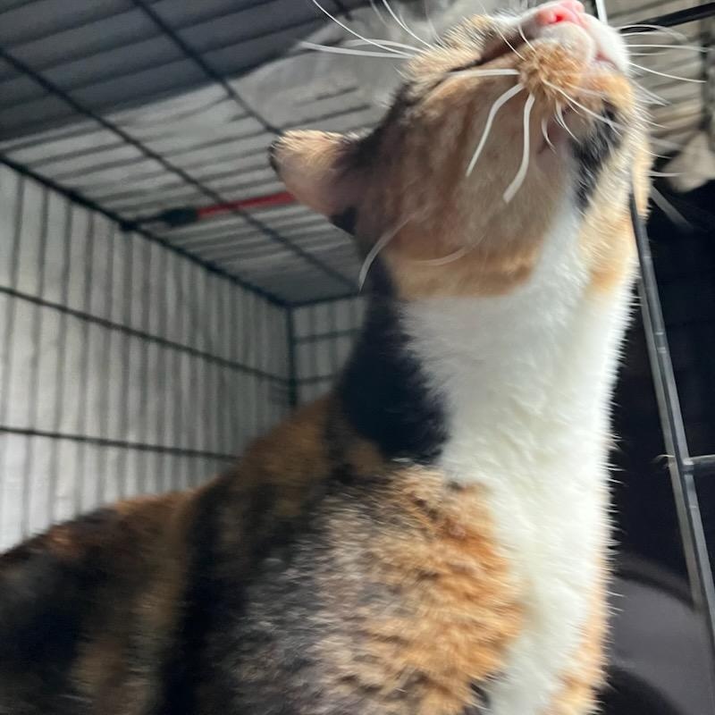 Enlarge Tai, a ADOPTABLE mixed breed in Stanhope, NJ image 4/5