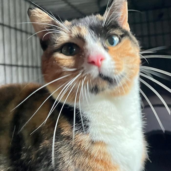 Tai, ADOPTABLE, Young Female Domestic Short Hair & Calico.