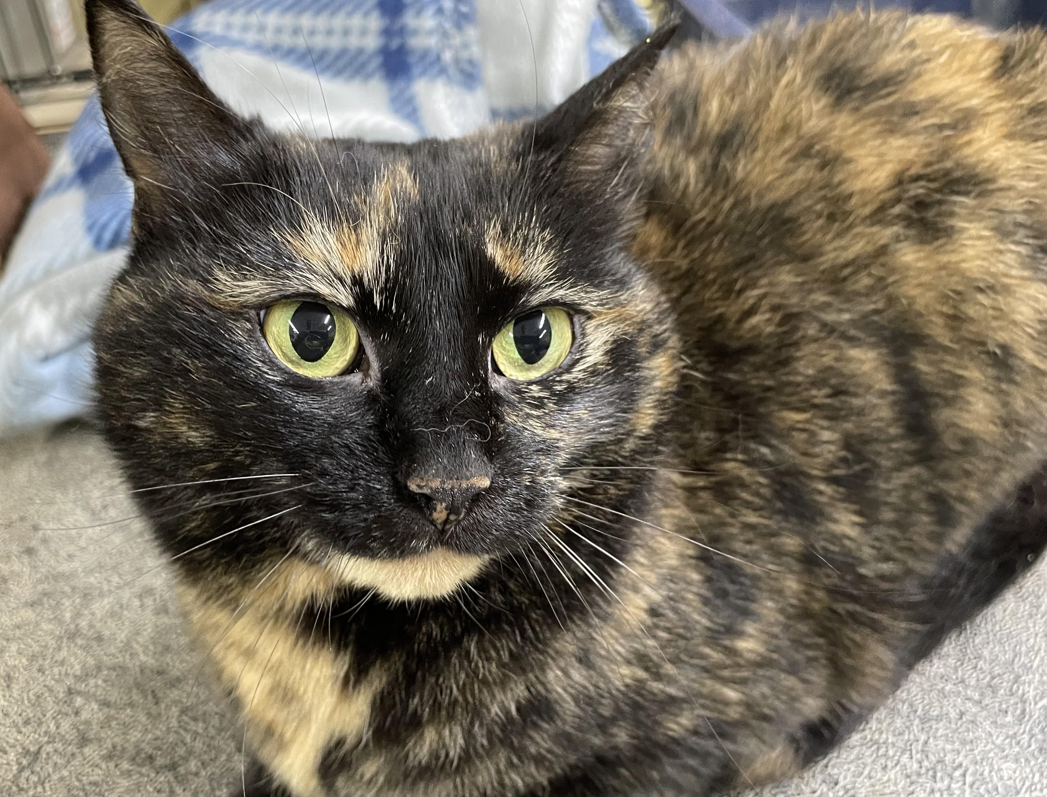 Sugar, Adult Female Domestic Short Hair