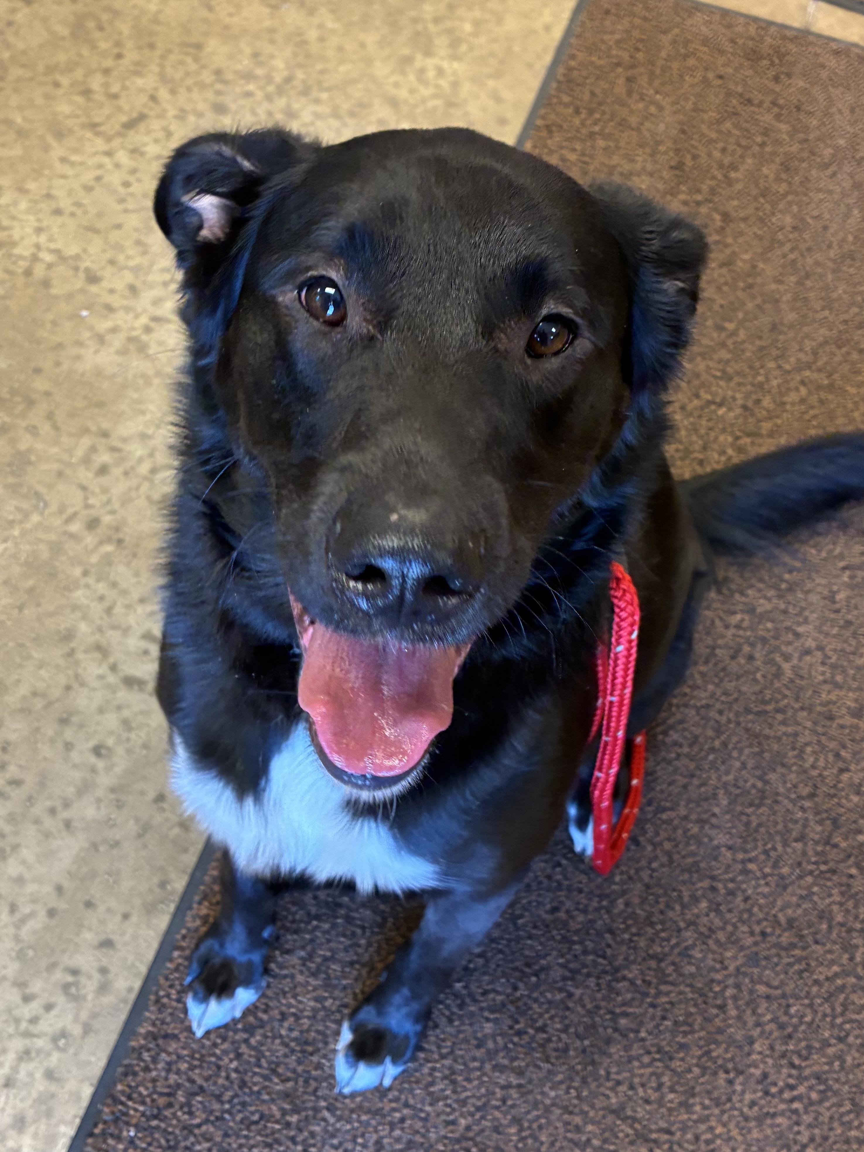 Zar, an adopted mixed breed in Indiana, PA image 1/3
