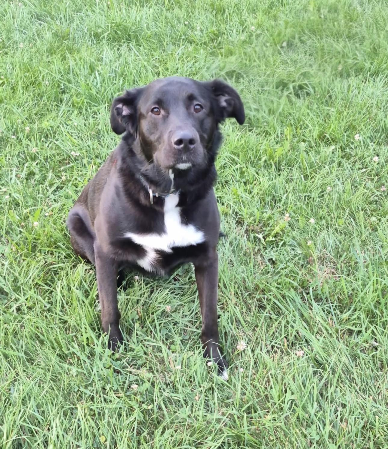 Zar, an adopted mixed breed in Indiana, PA image 2/3
