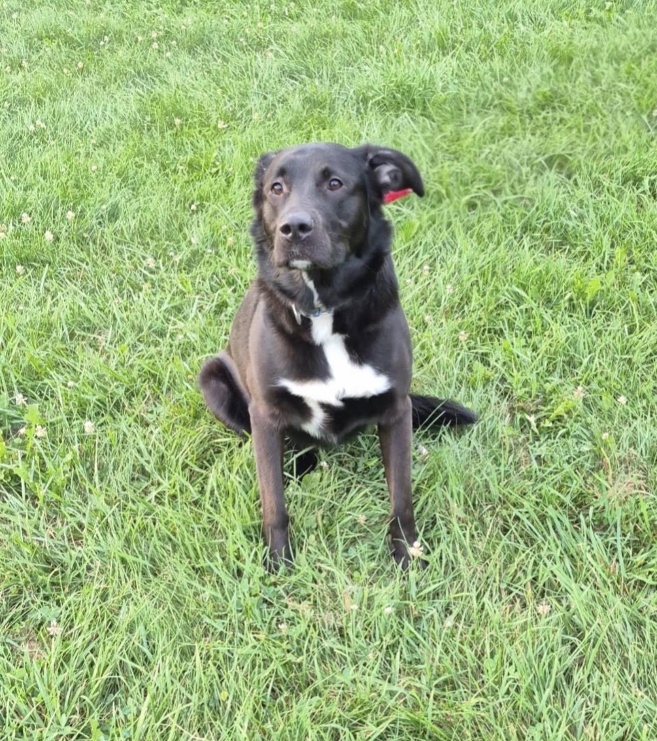 Zar, an adopted mixed breed in Indiana, PA image 3/3