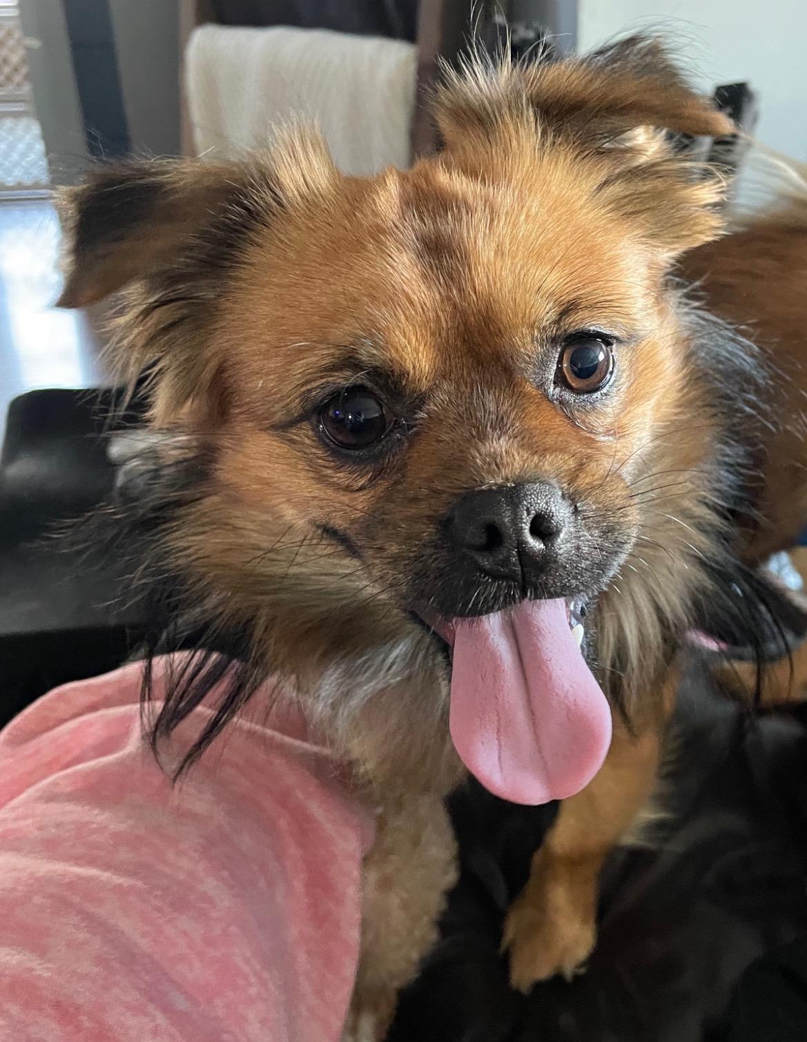 Enlarge Louie, an adoptable mixed breed in East Lansing, MI image 4/4