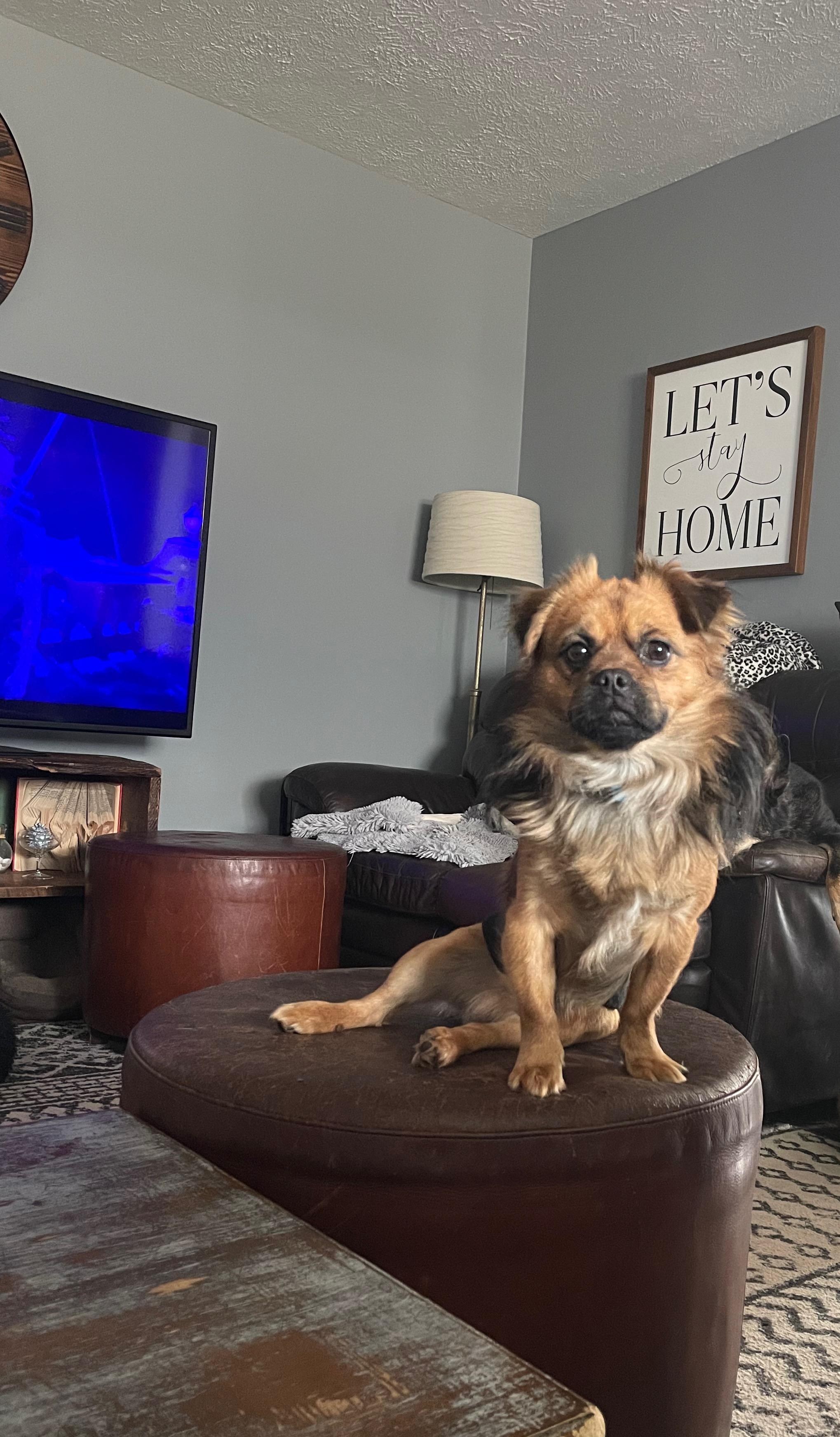 Enlarge Louie, an adoptable mixed breed in East Lansing, MI image 1/4