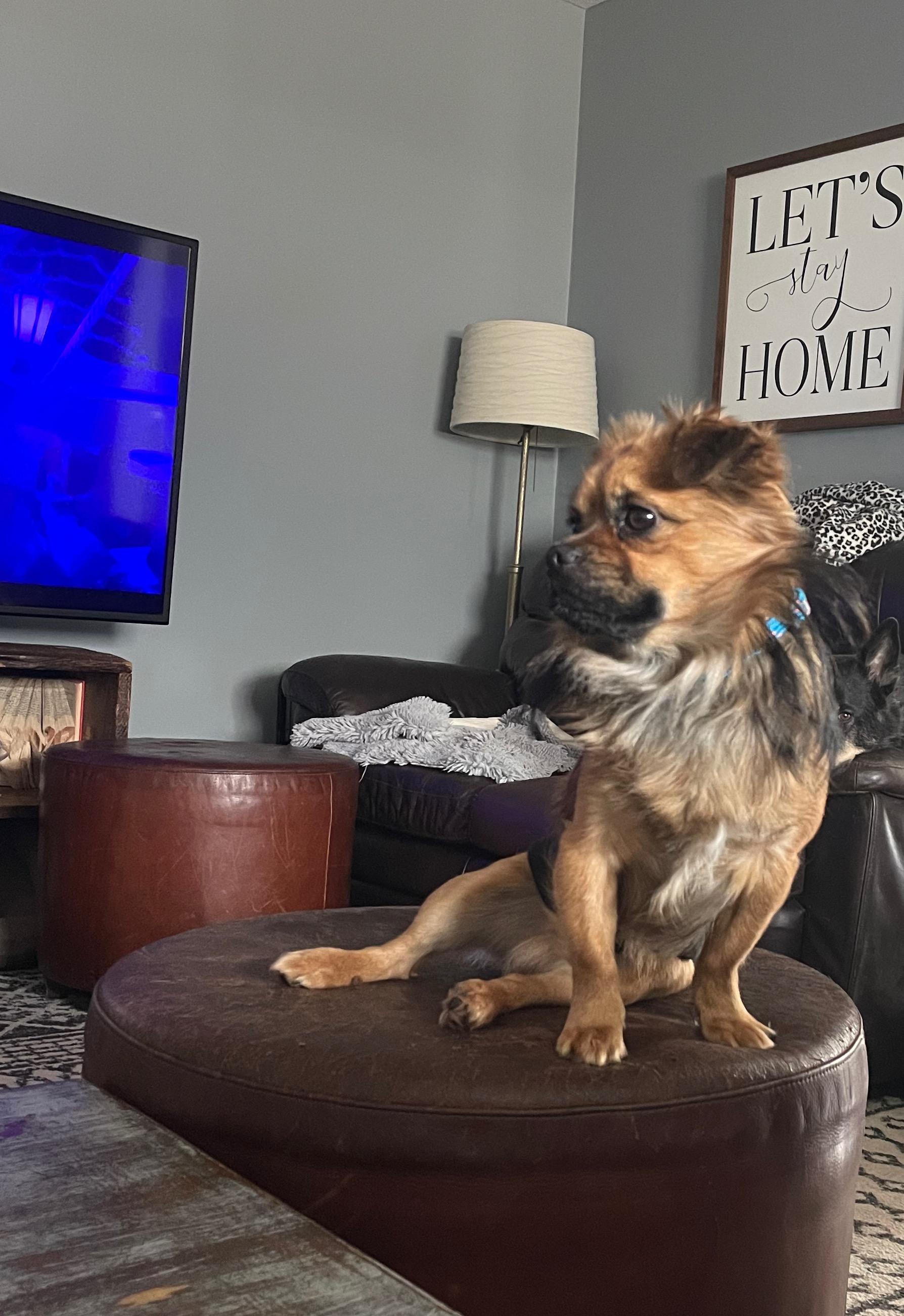 Enlarge Louie, an adoptable mixed breed in East Lansing, MI image 2/4