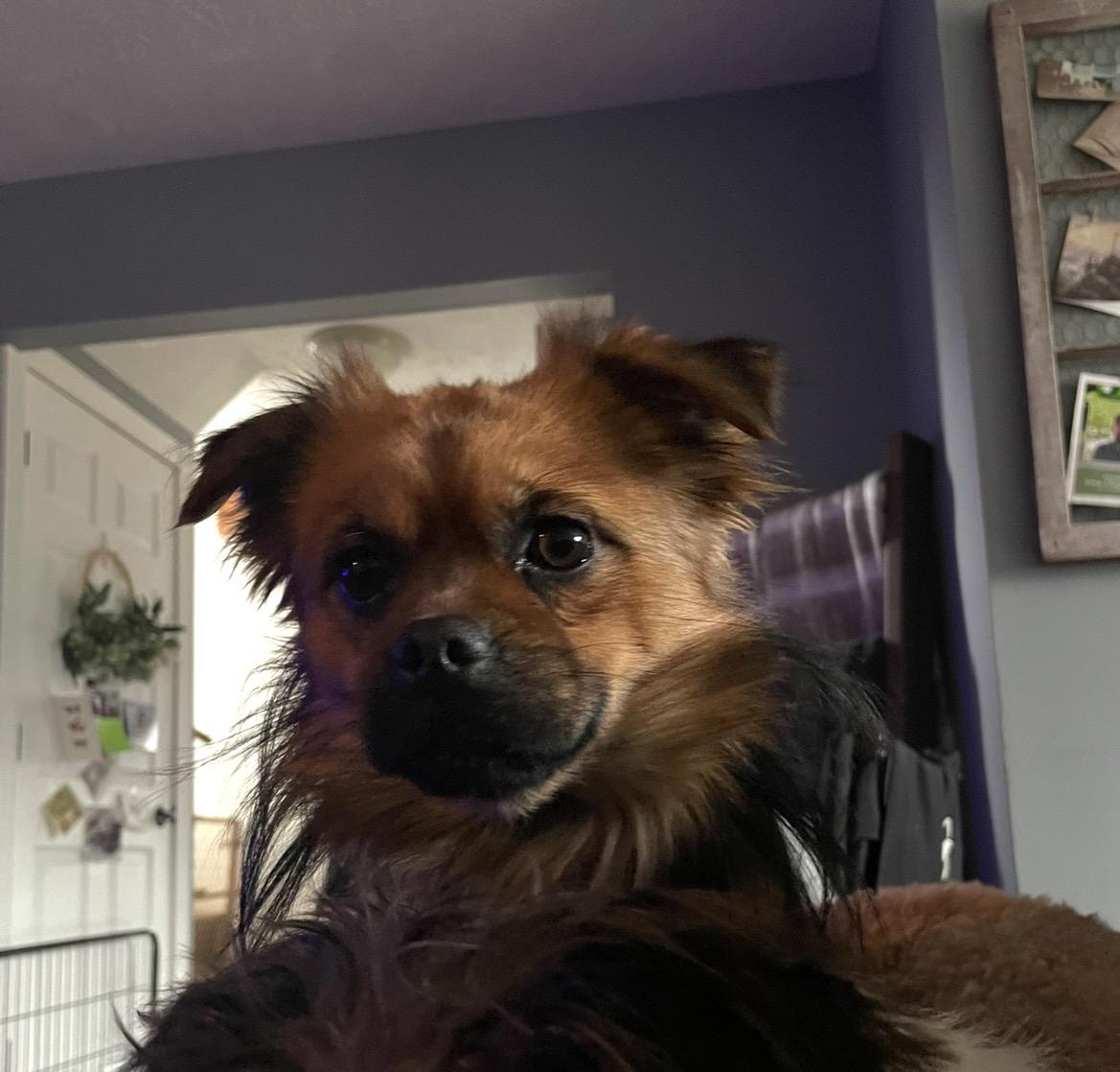 Enlarge Louie, an adoptable mixed breed in East Lansing, MI image 3/4