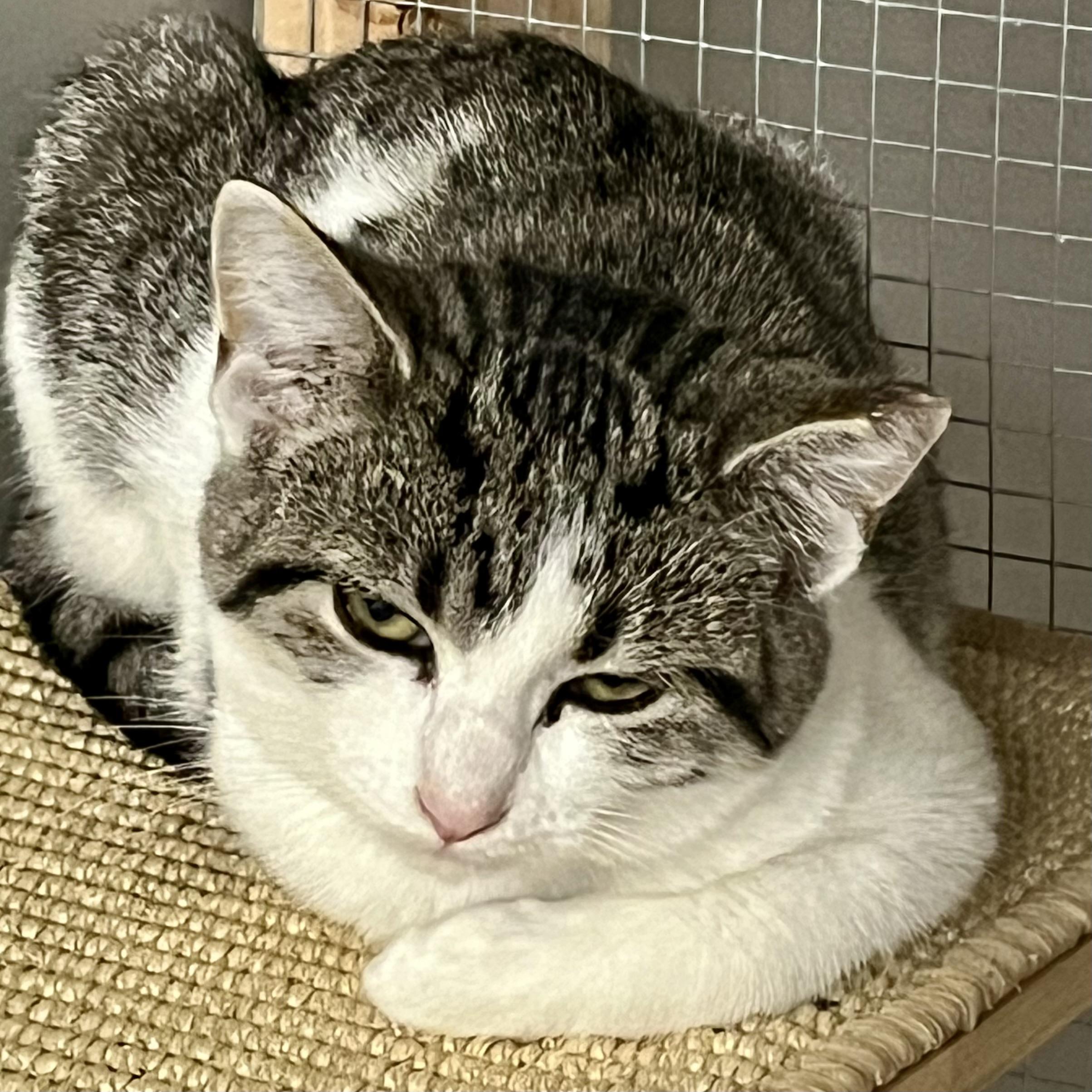 Enlarge Tabitha - Adorable and playful kitten, a Adoptable Domestic Short Hair in Hales Corners, WI image 4/6