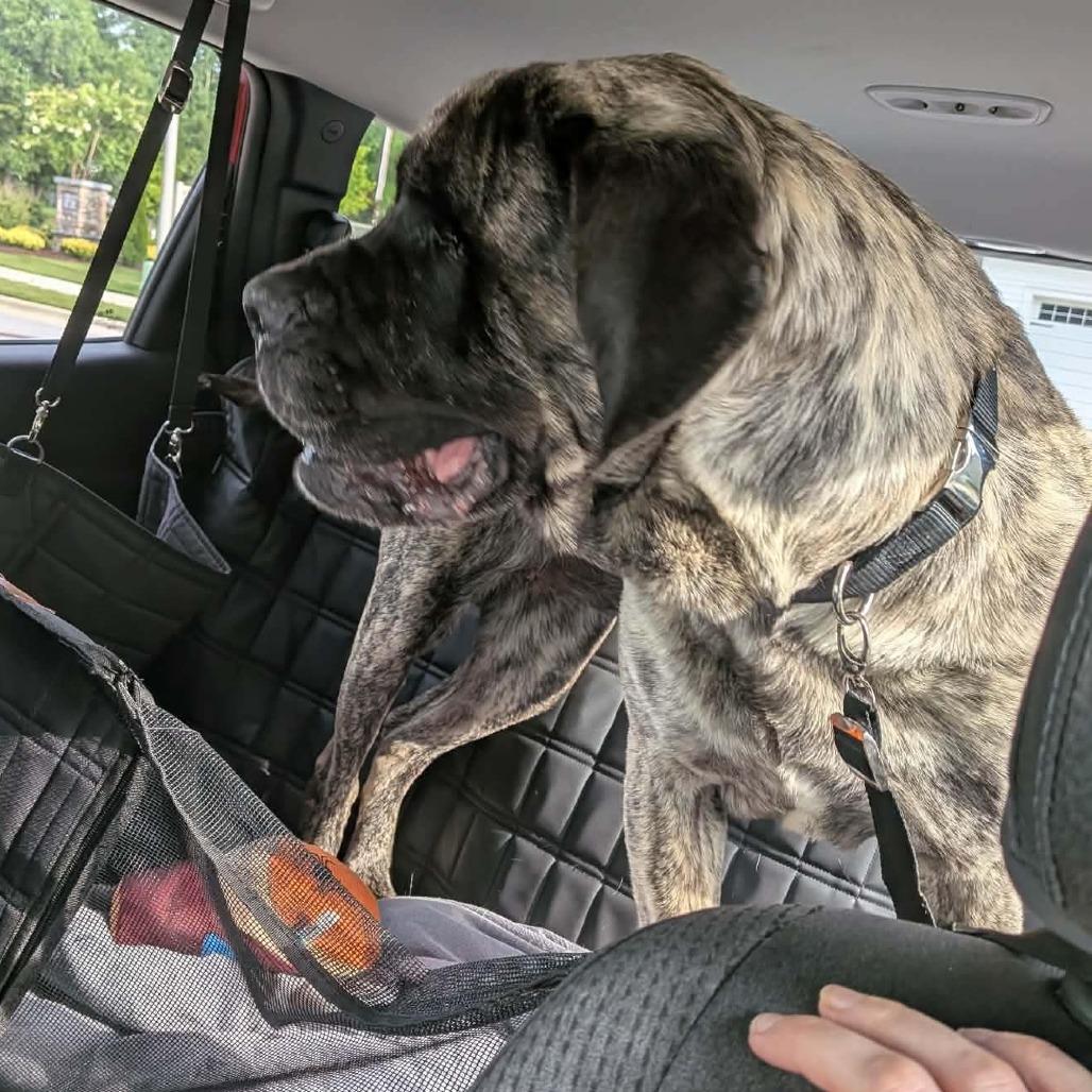 Gisele, Adoptable, Adult Female Mastiff.