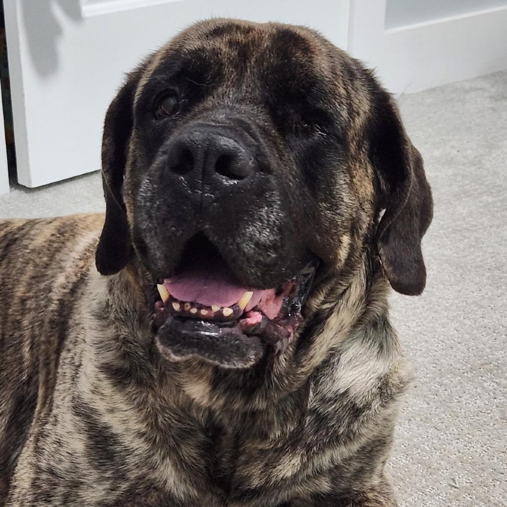 Enlarge Gisele, a Adoptable Mastiff in Raleigh, NC image 2/6