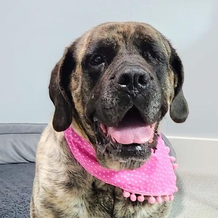 Enlarge Gisele, a Adoptable Mastiff in Raleigh, NC image 3/6