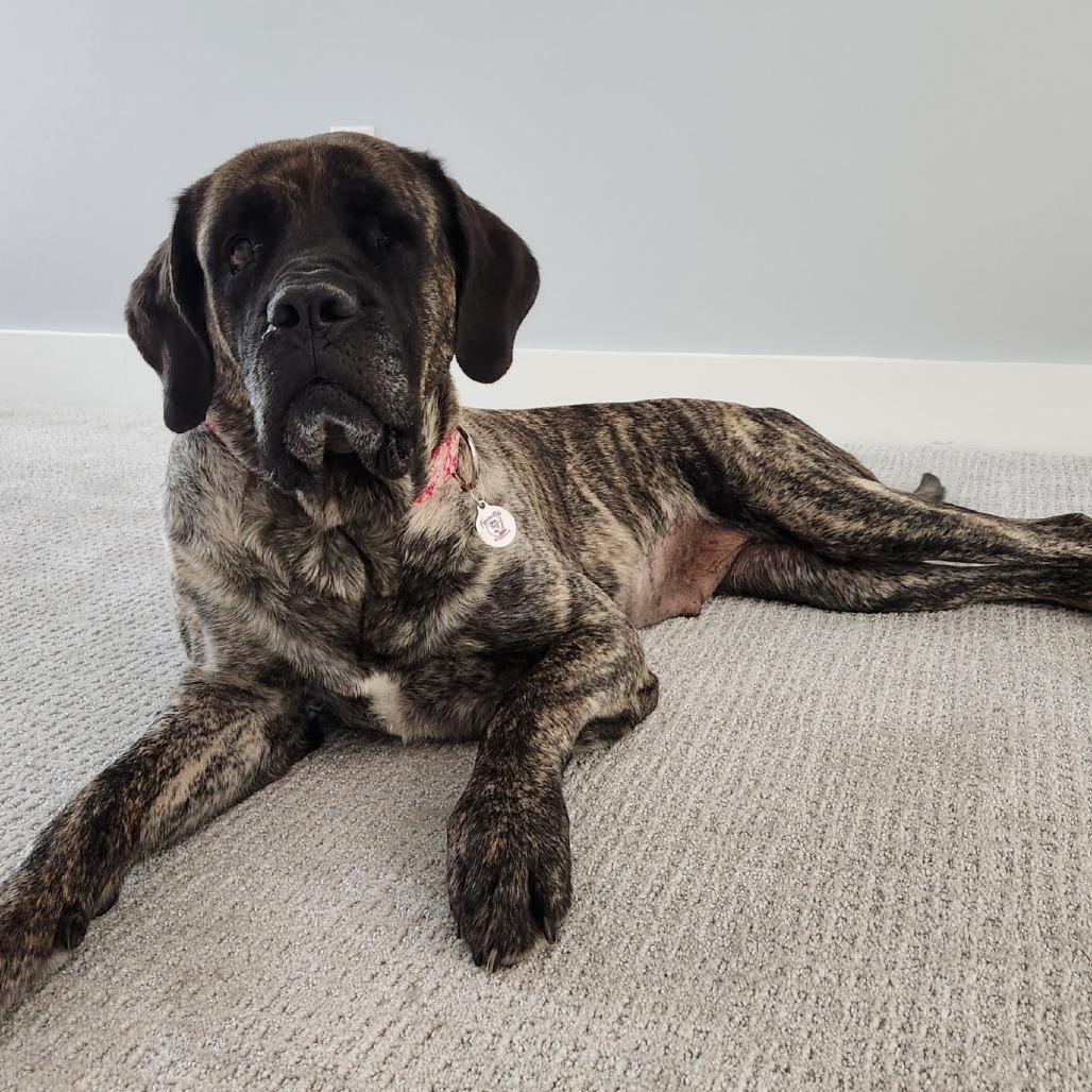 Enlarge Gisele, a Adoptable Mastiff in Raleigh, NC image 4/6