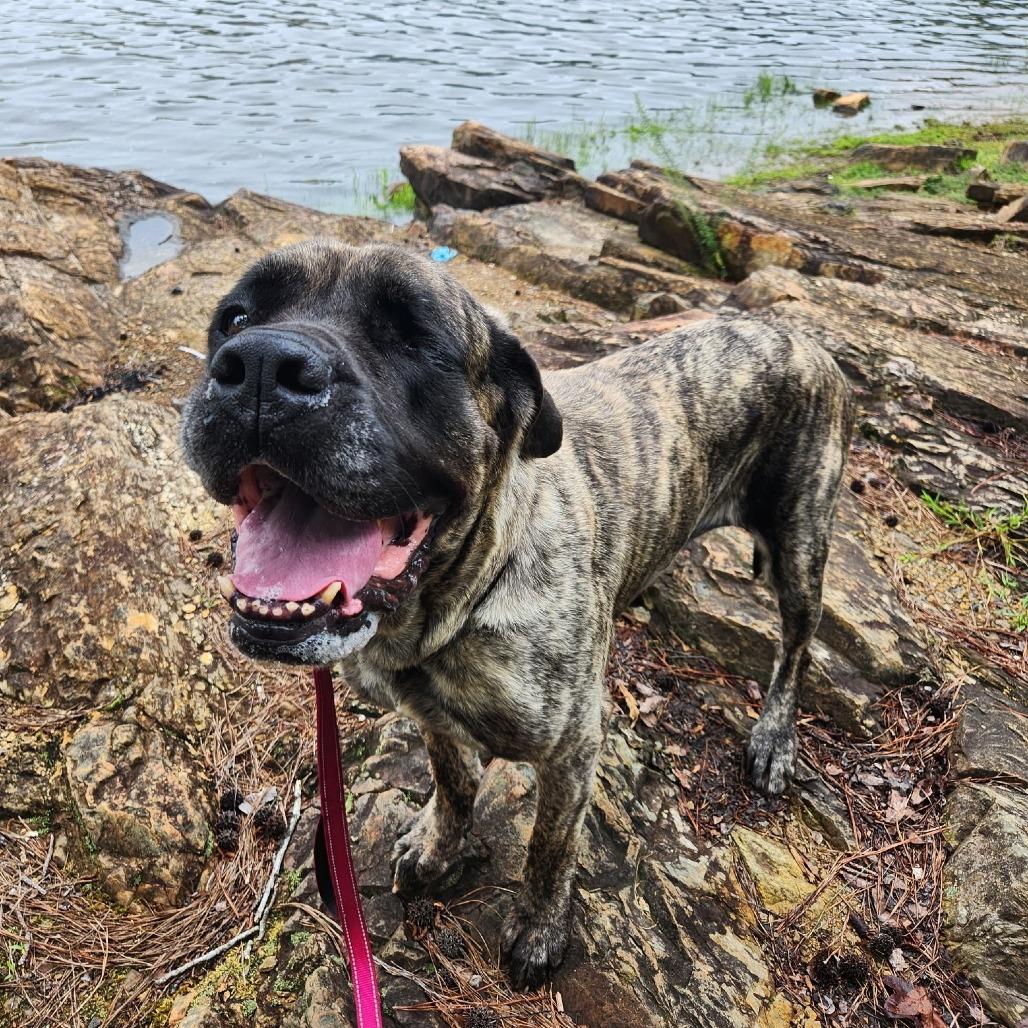 Enlarge Gisele, a Adoptable Mastiff in Raleigh, NC image 5/6