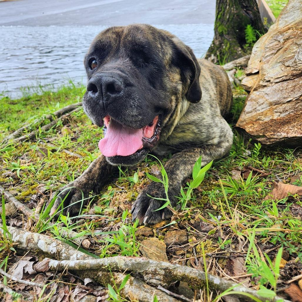 Enlarge Gisele, a Adoptable Mastiff in Raleigh, NC image 6/6