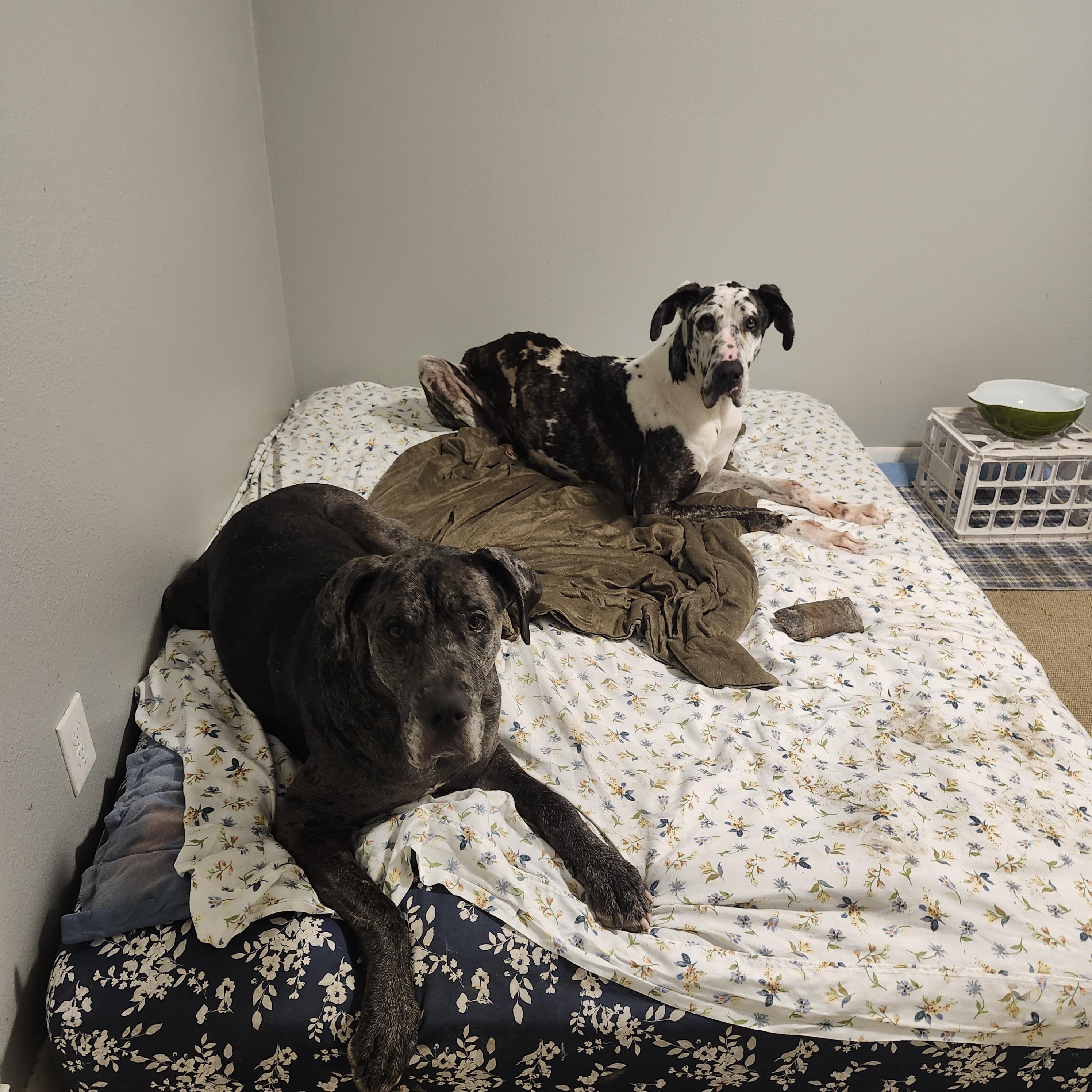 Enlarge Molly (4 yr old dane), an adopted Great Dane in Kirkland, WA image 3/5