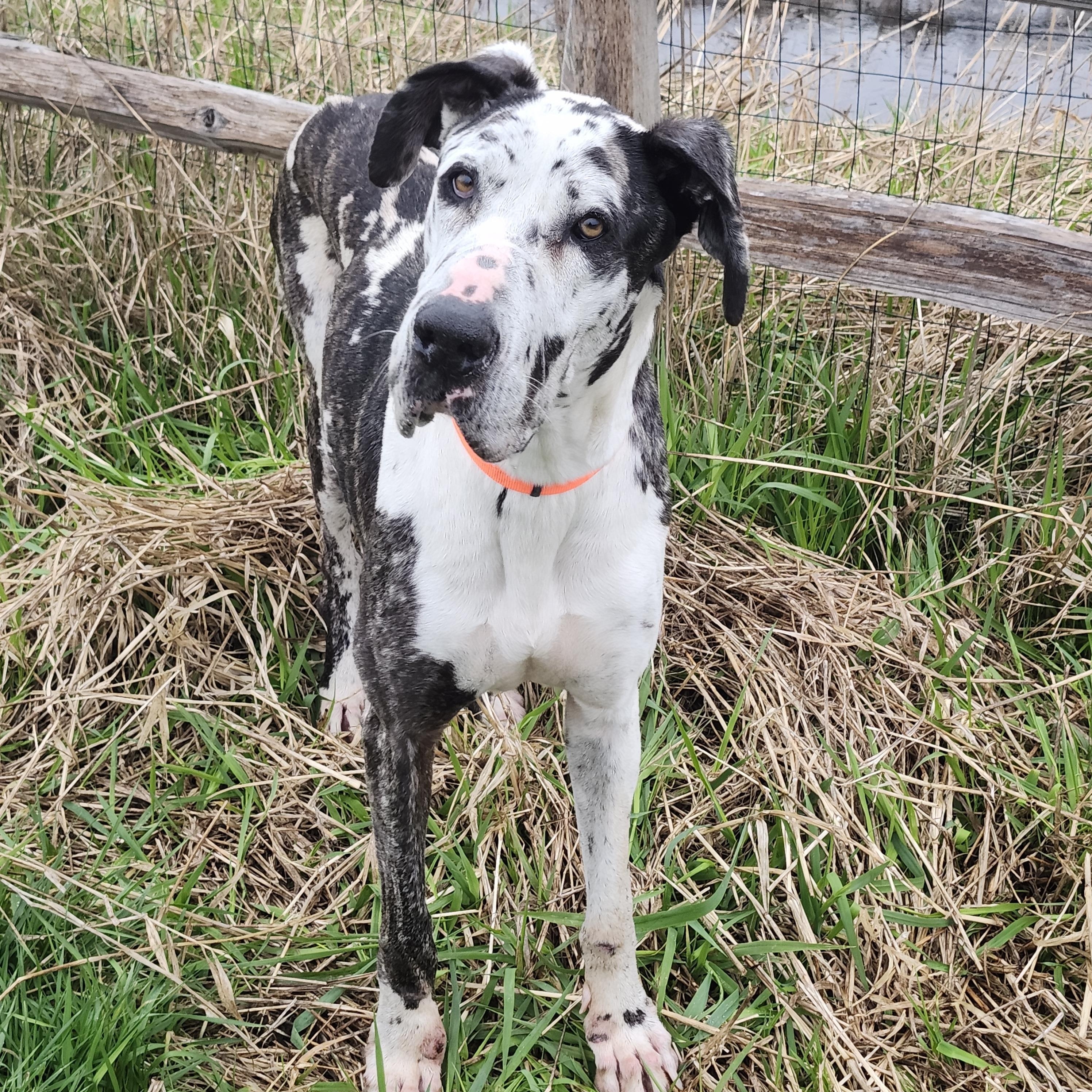 Enlarge Molly (4 yr old dane), an adopted Great Dane in Kirkland, WA image 1/5