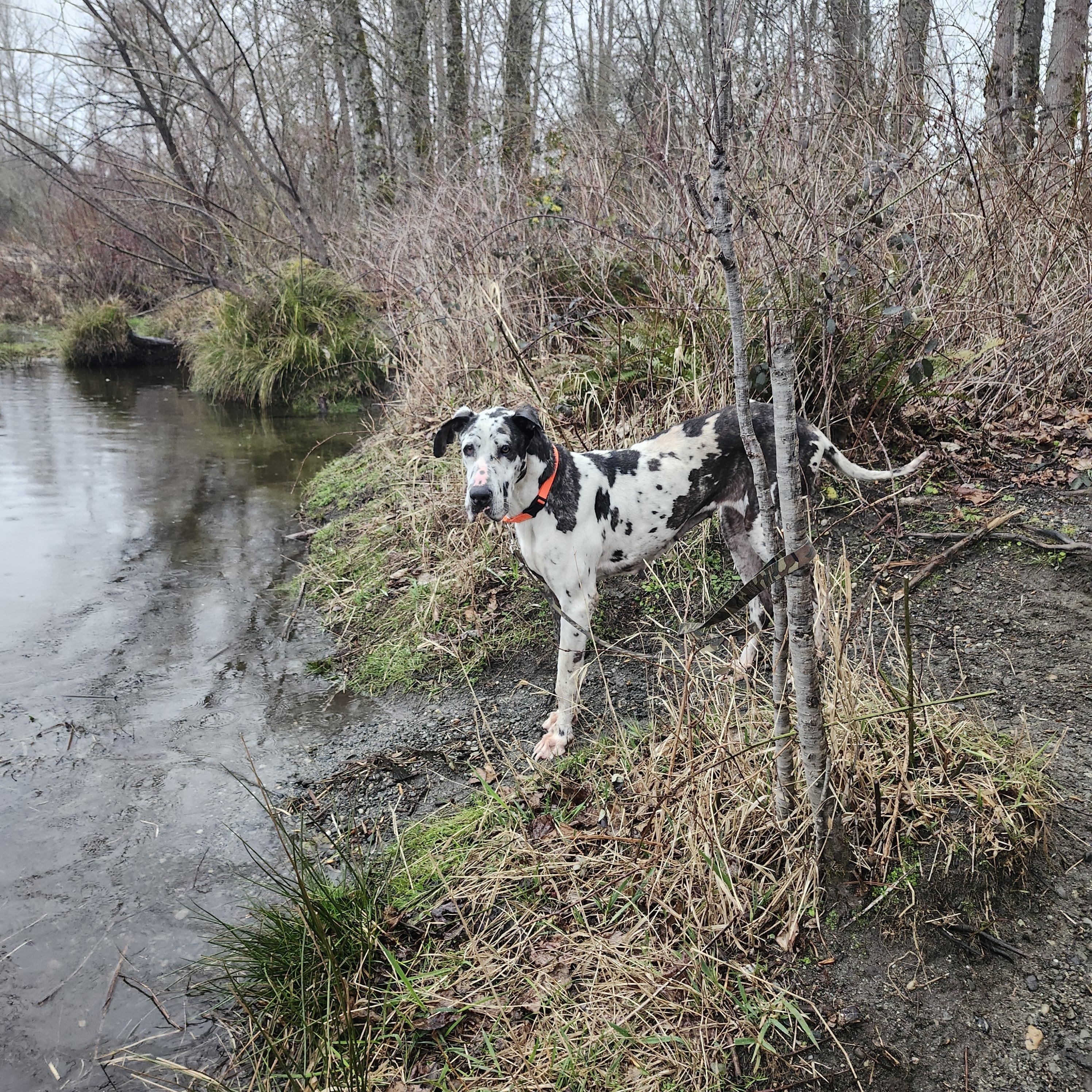 Enlarge Molly (4 yr old dane), an adopted Great Dane in Kirkland, WA image 5/5
