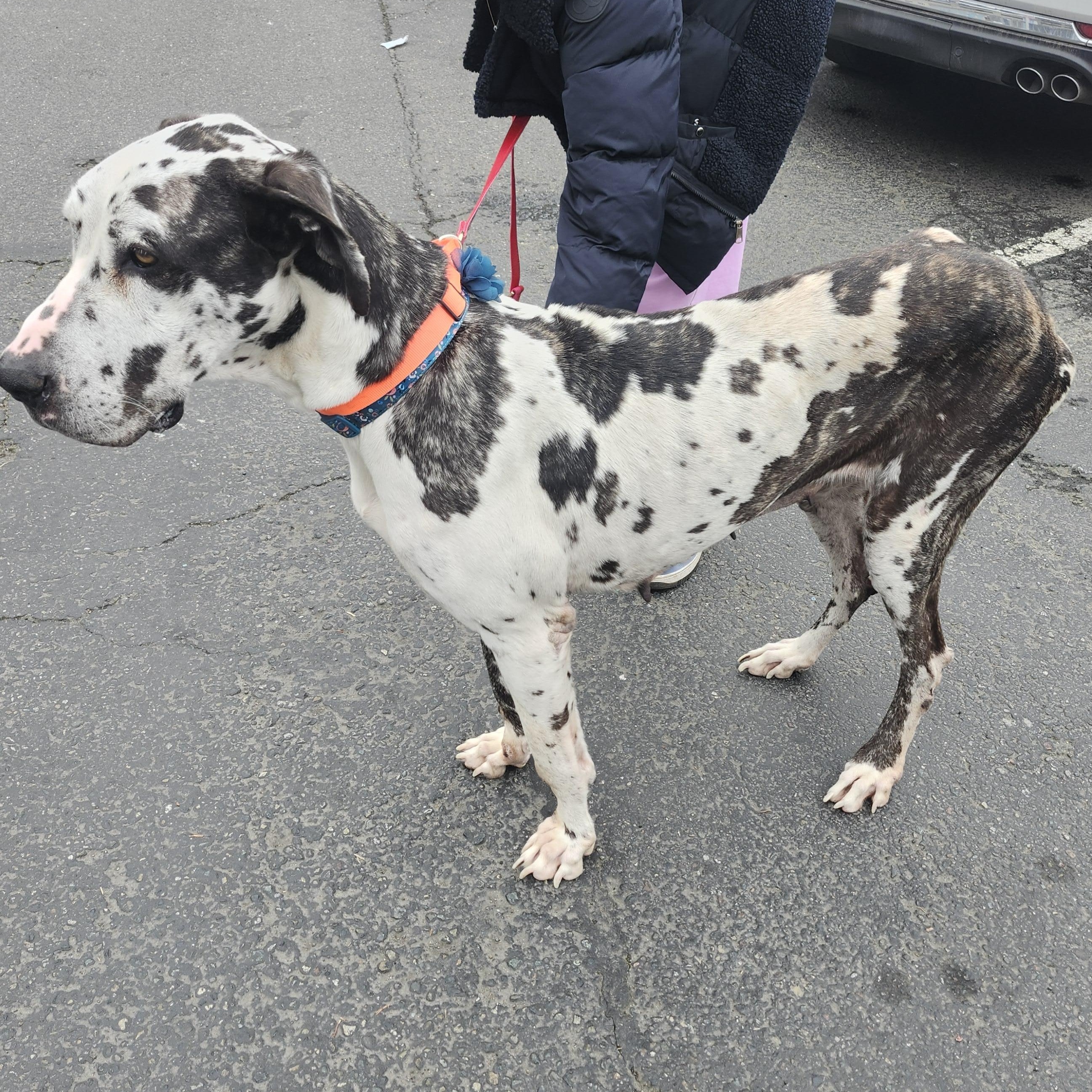 Enlarge Molly (4 yr old dane), an adopted Great Dane in Kirkland, WA image 2/5