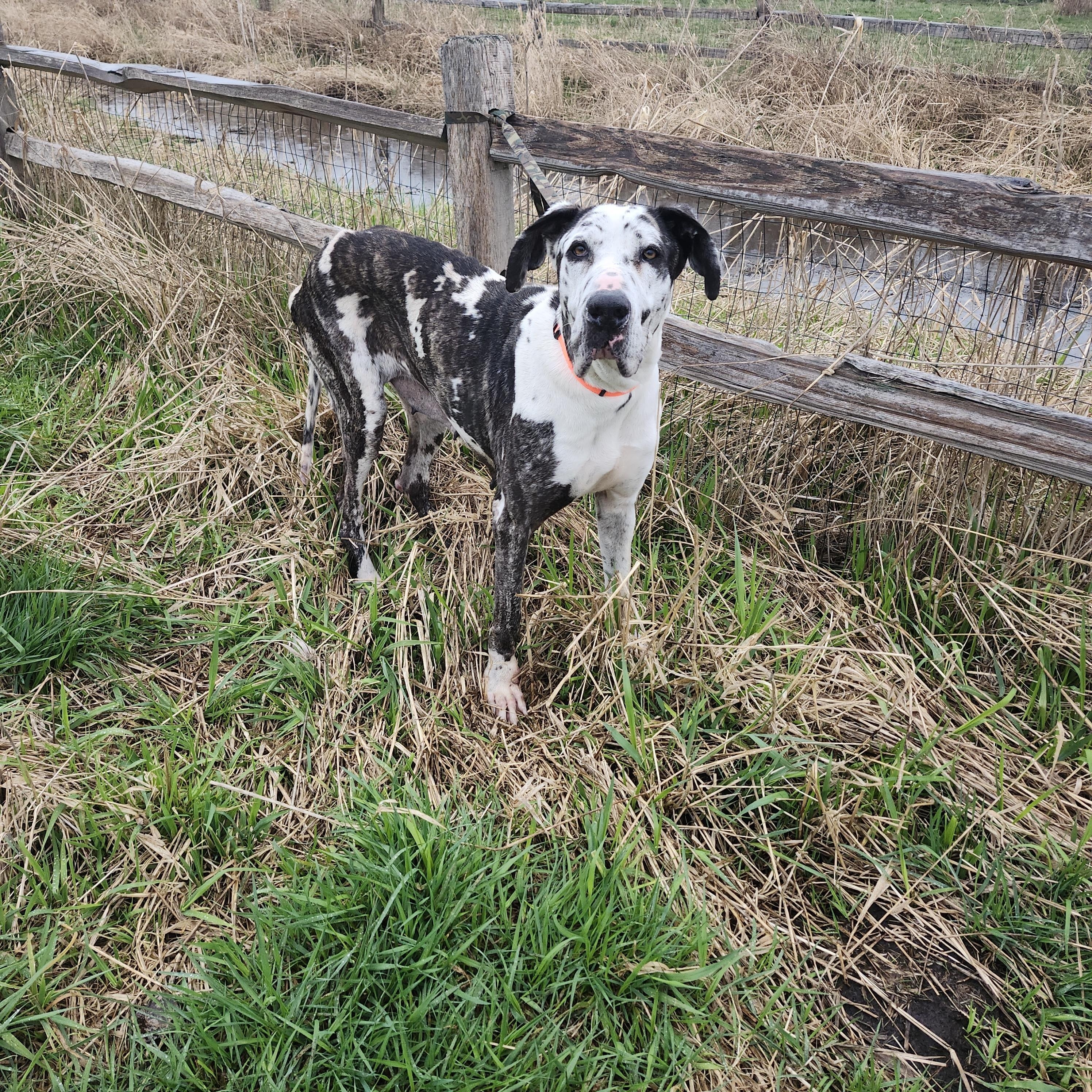 Enlarge Molly (4 yr old dane), an adopted Great Dane in Kirkland, WA image 4/5