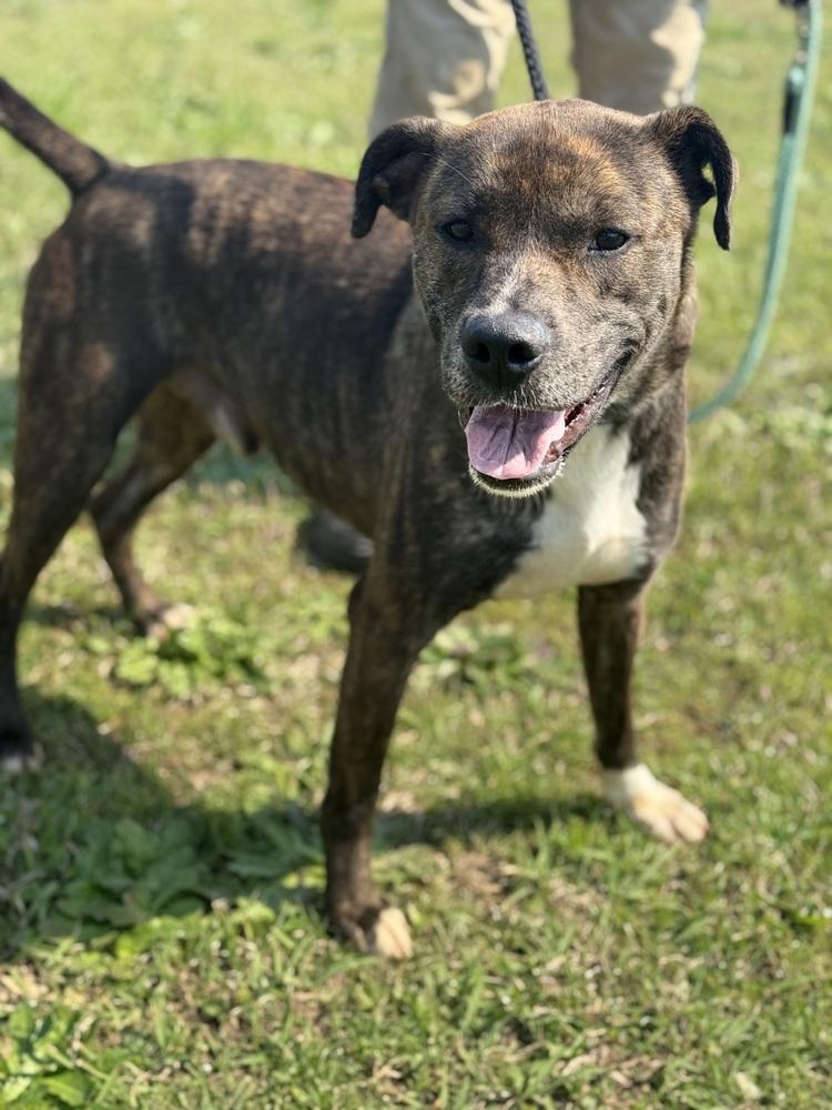 Charlie 25D-018, Adoptable, Young Male Terrier.
