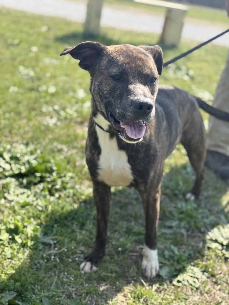 Enlarge Charlie 25D-018, a Adoptable mixed breed in Corinth, MS image 2/4