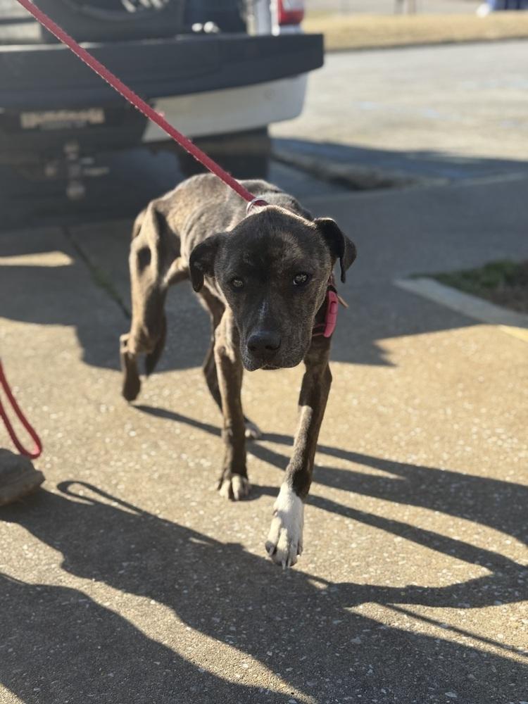Enlarge Charlie 25D-018, a Adoptable mixed breed in Corinth, MS image 3/4