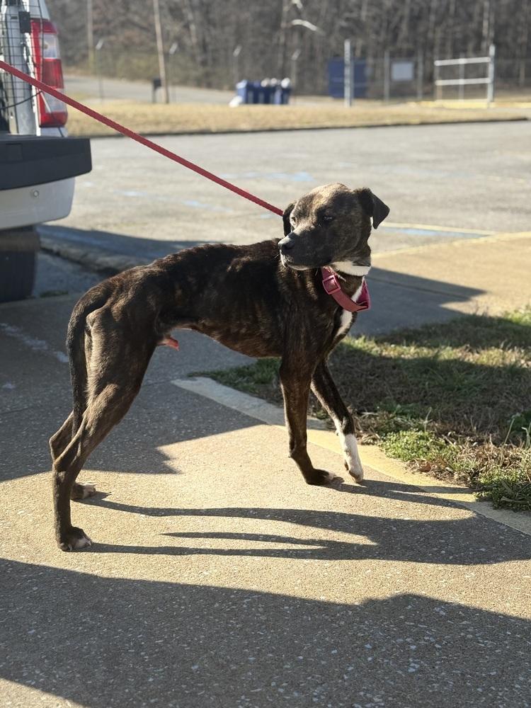 Enlarge Charlie 25D-018, a Adoptable mixed breed in Corinth, MS image 4/4