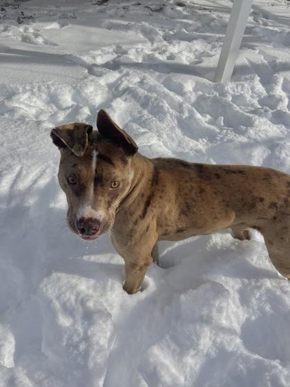 Enlarge Bibbles, a Adoptable mixed breed in Columbus, IN image 1/3