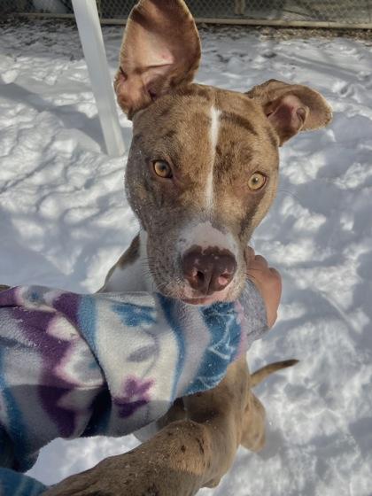 Enlarge Bibbles, a Adoptable mixed breed in Columbus, IN image 2/3
