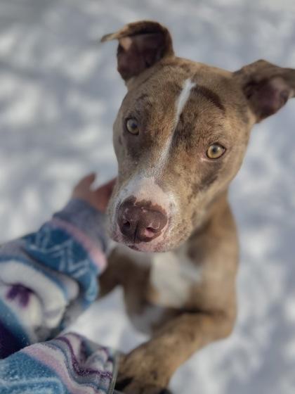 Enlarge Bibbles, a Adoptable mixed breed in Columbus, IN image 3/3