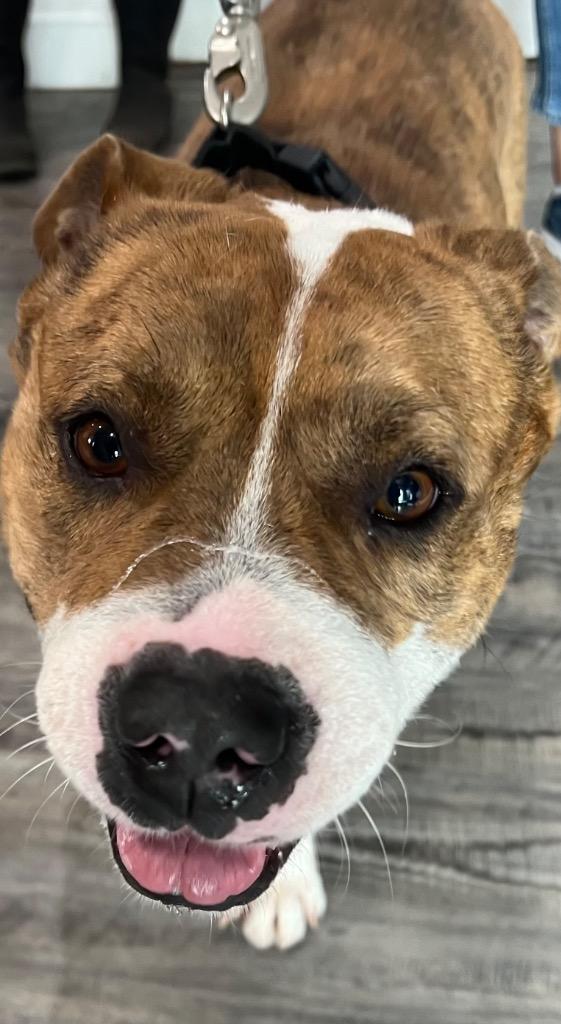 Columbus, Adoptable, Young Male Mixed Breed.