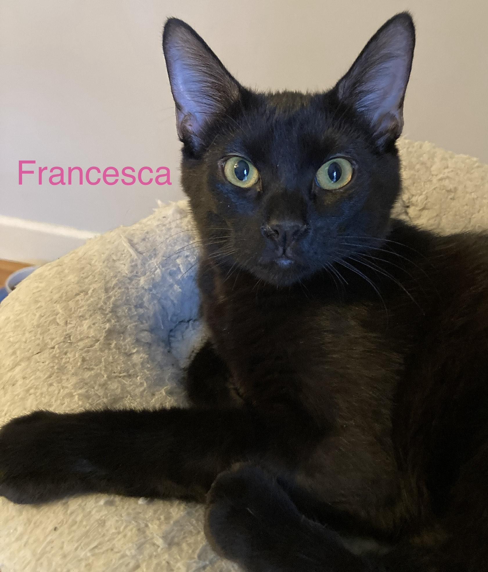 Francesca, ADOPTABLE, Kitten Female American Shorthair & Tabby.