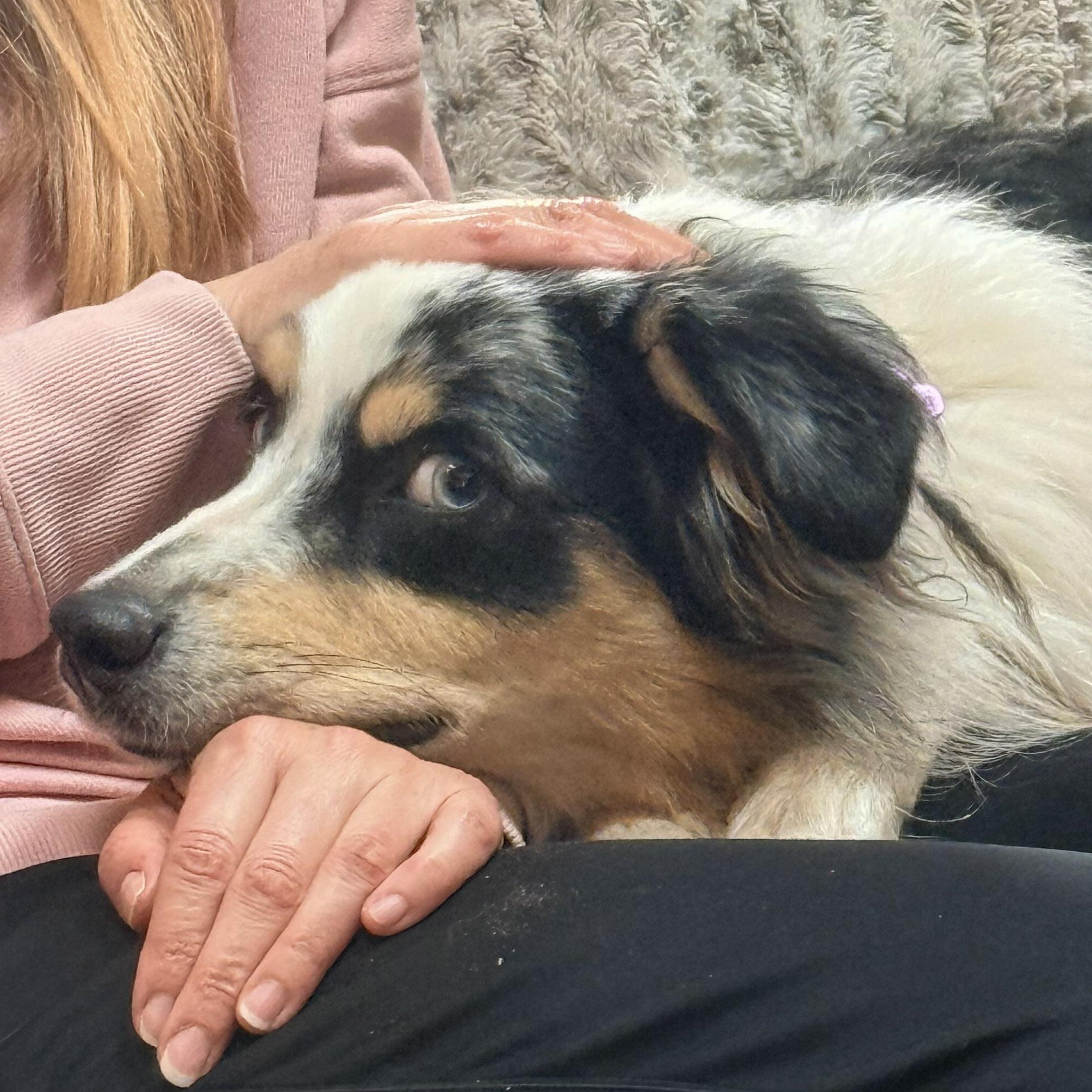 Enlarge Peluche, a ADOPTABLE Australian Shepherd in Olathe, KS image 5/6