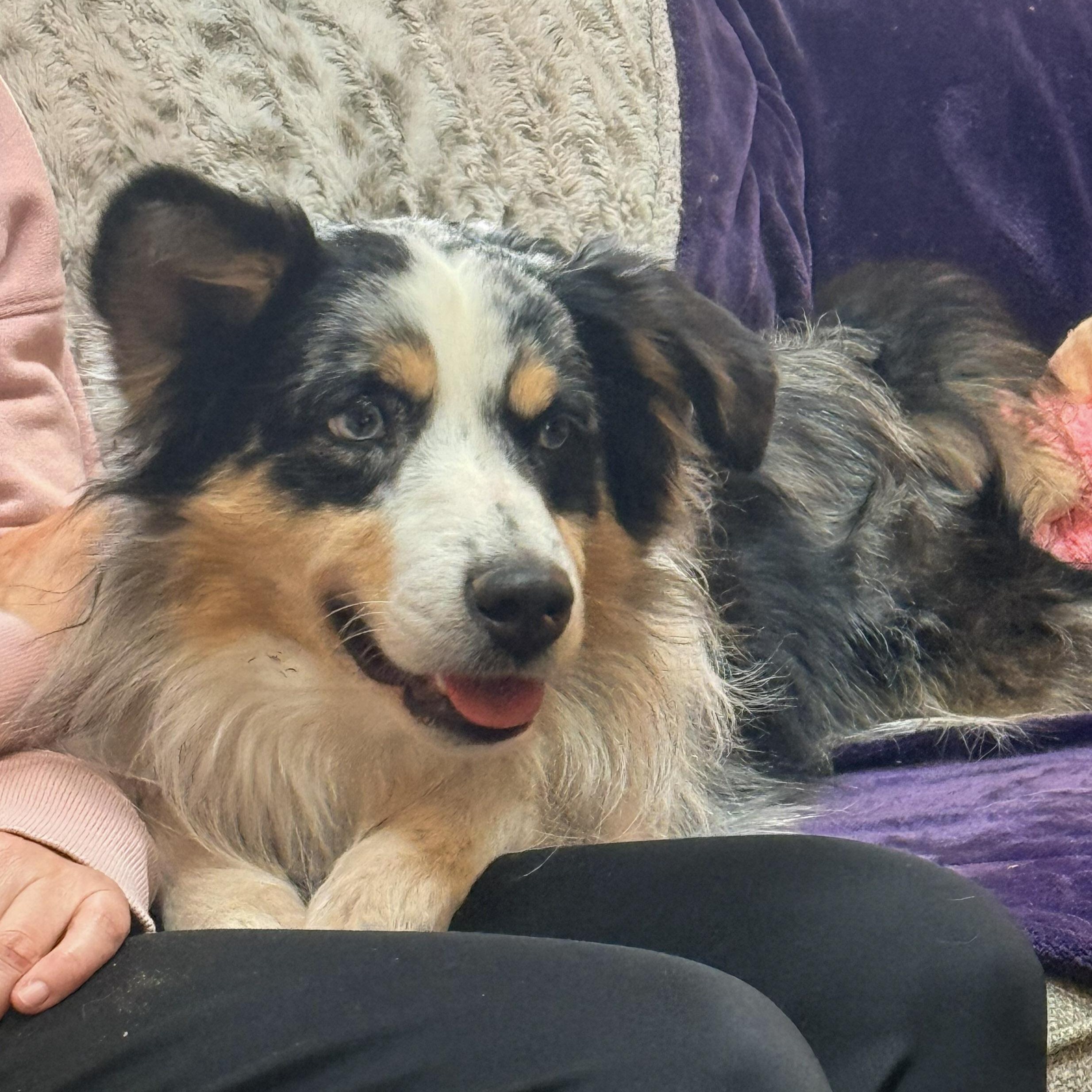 Enlarge Peluche, a ADOPTABLE Australian Shepherd in Olathe, KS image 1/6