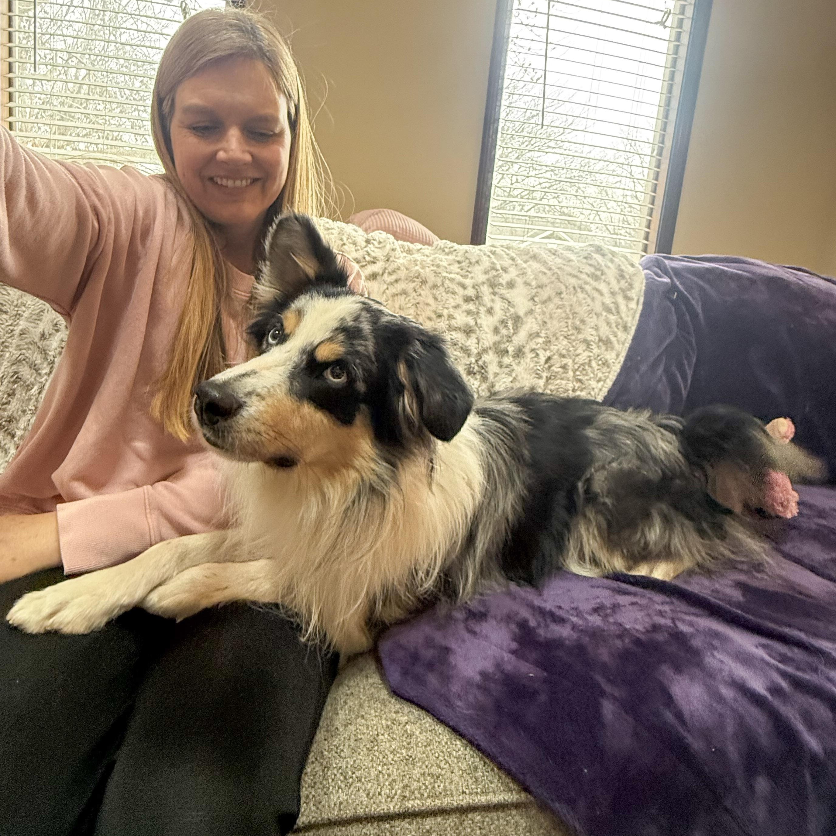 Enlarge Peluche, a ADOPTABLE Australian Shepherd in Olathe, KS image 4/6