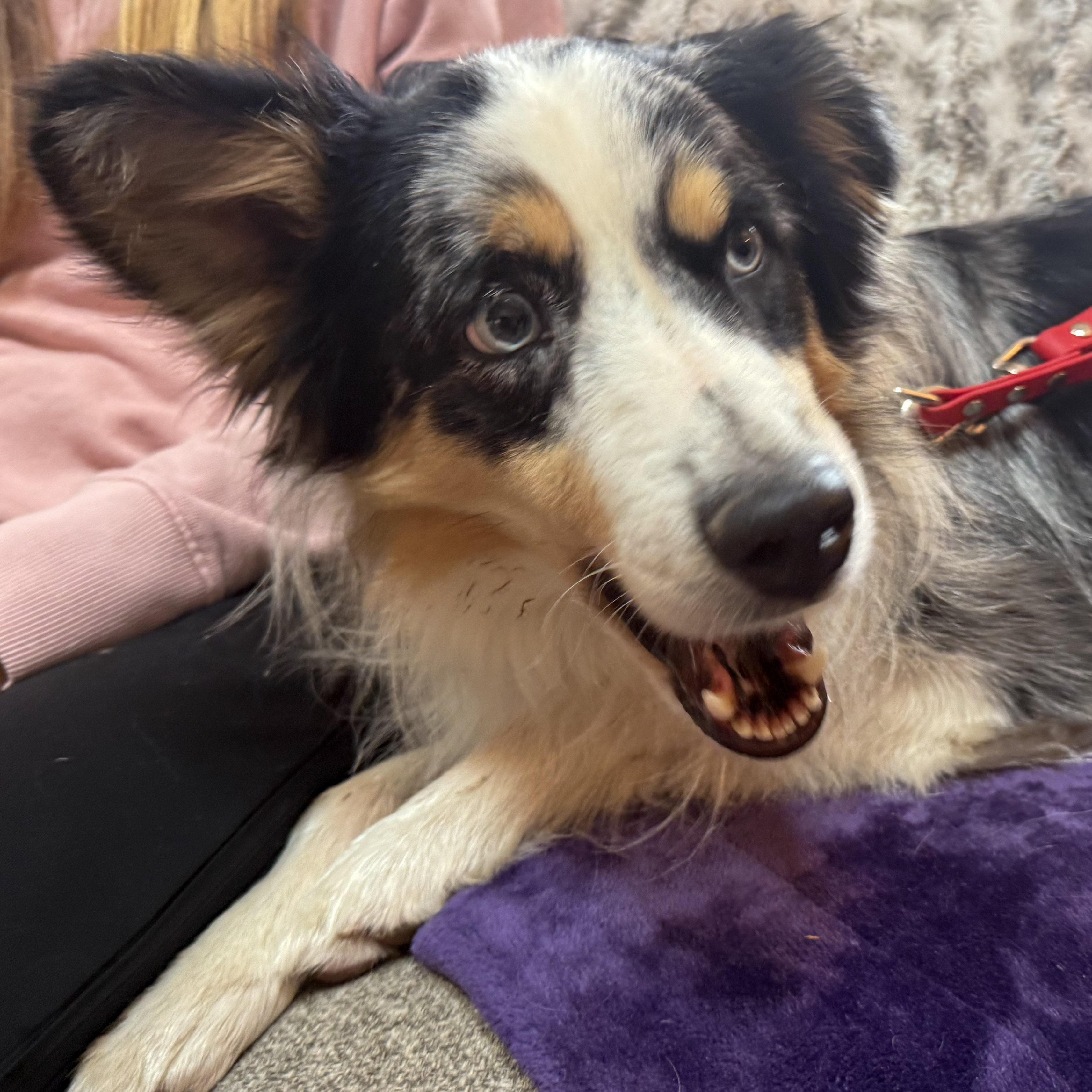 Enlarge Peluche, a ADOPTABLE Australian Shepherd in Olathe, KS image 2/6