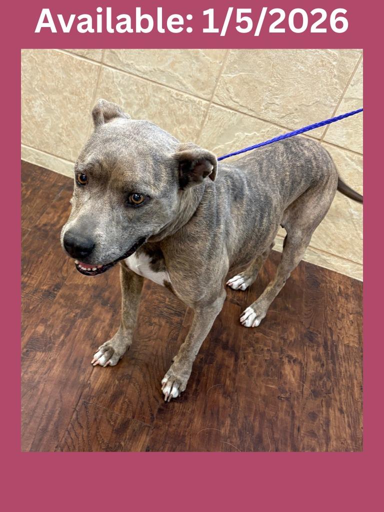 Dog Kennel # 28 Sequoia, Adoptable, Young Female Pit Bull Terrier.